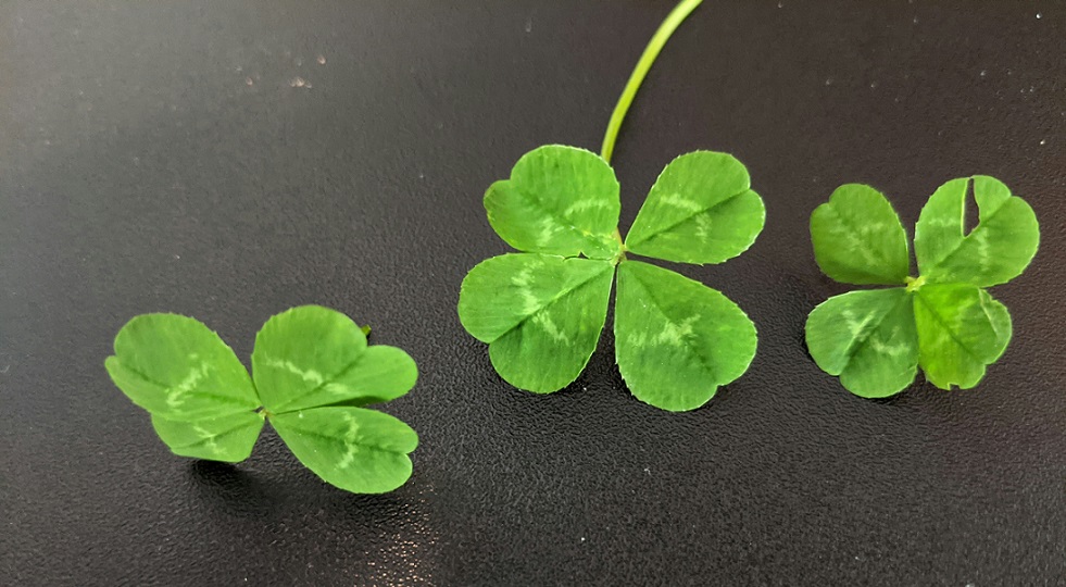 Casino online, slot fortunate su Fantasyteam e SportItaliaBet