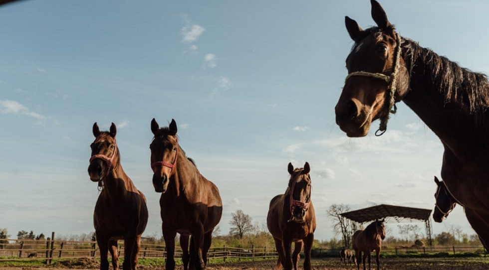 Nuovo Galoppo Italia, Pansini diventa presidente