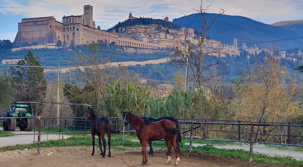 Camera, Pdl Ippicoltura torna in Aula: è in calendario il 26 gennaio 2026