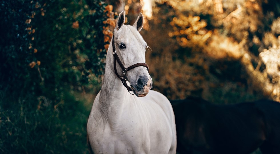 Masaf, via alla ricerca di partner per rilanciare il settore ippico