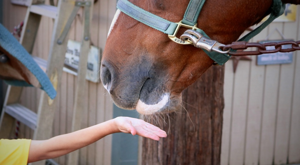 Ippodromo Taranto: ‘Oltre le parole’, i cavalli come ‘cura’ dei ragazzi autistici