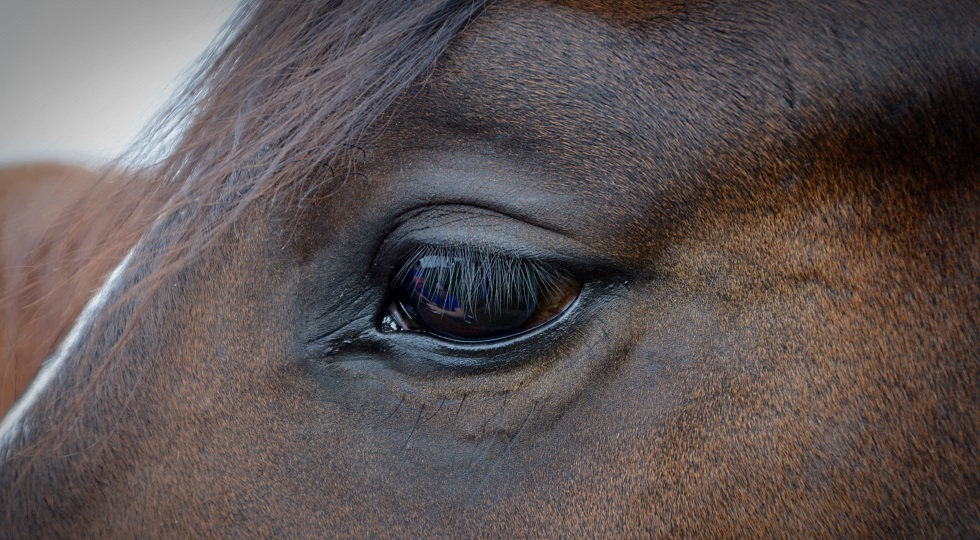 Doping cavalli, Carabinieri trovano farmaci ‘sospetti’ all’ippodromo di Merano