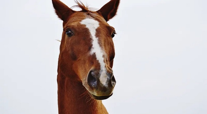 Horse angels a Chiodi (Masaf): ‘Riforma ippica tenga conto del fine carriera dei cavalli’