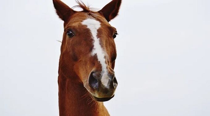 Horse angels e Anita Carelli al Masaf: ‘Estate, corse ippiche solo in notturna o preserale’