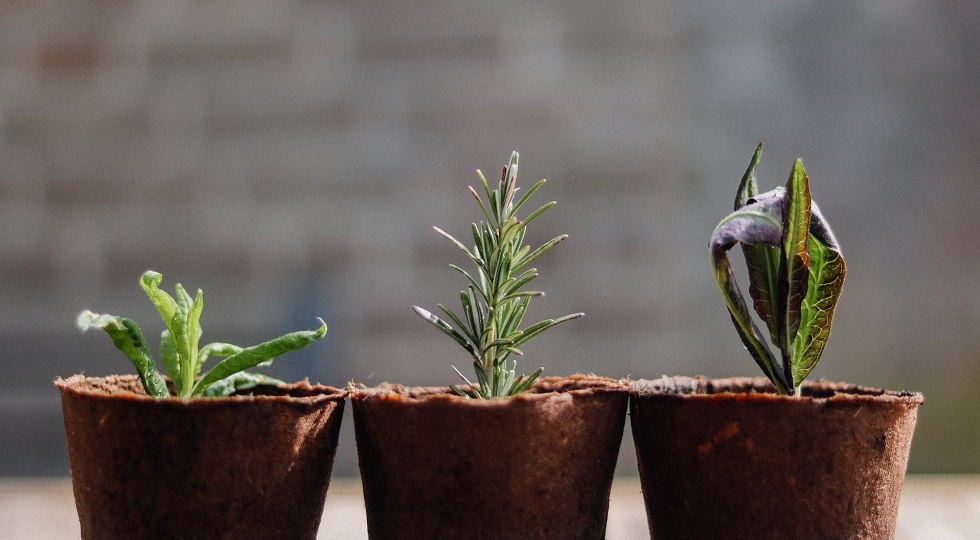 Bilanci 2023, Osborn (I-Com): ‘Gioco in crescita grazie al traino dei servizi digitali e online’