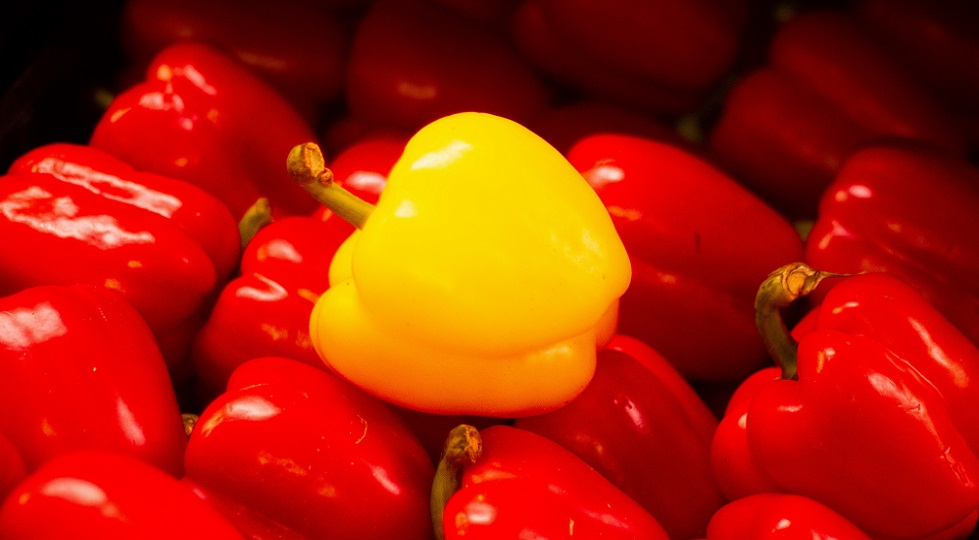 Campione, la scelta di Longato: ‘Mi candido a consigliere comunale’