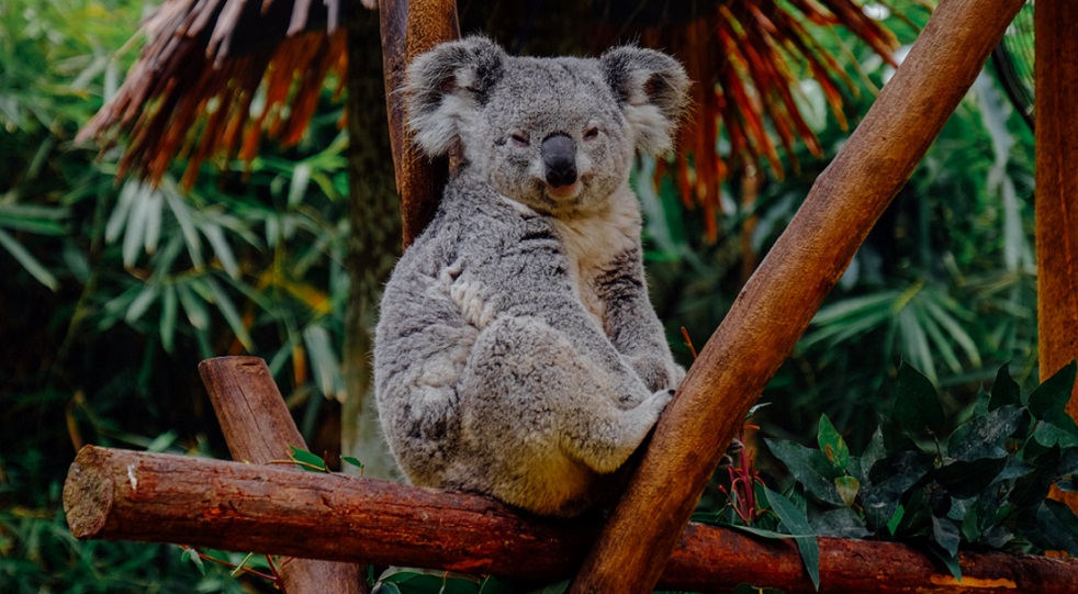 Star Entertainment per l’ambiente: una carbon farm nel Queensland