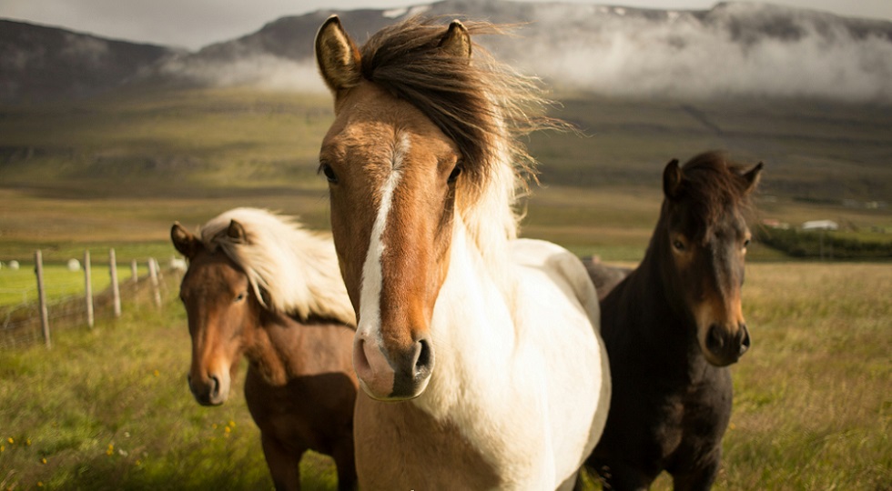 Ippica, nuovo statuto dopo 32 anni per l’Anact