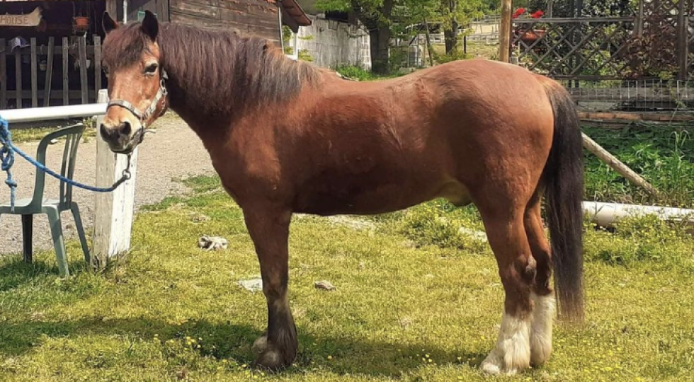 Senato, petizione Horse Angels: ‘Diamo pensione a cavalli da corsa a fine carriera’