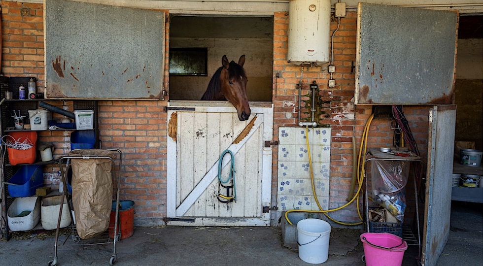 La ‘strage’ degli ex cavalli da corsa tra macellazione legale e clandestina: la soluzione è il piano pensionistico