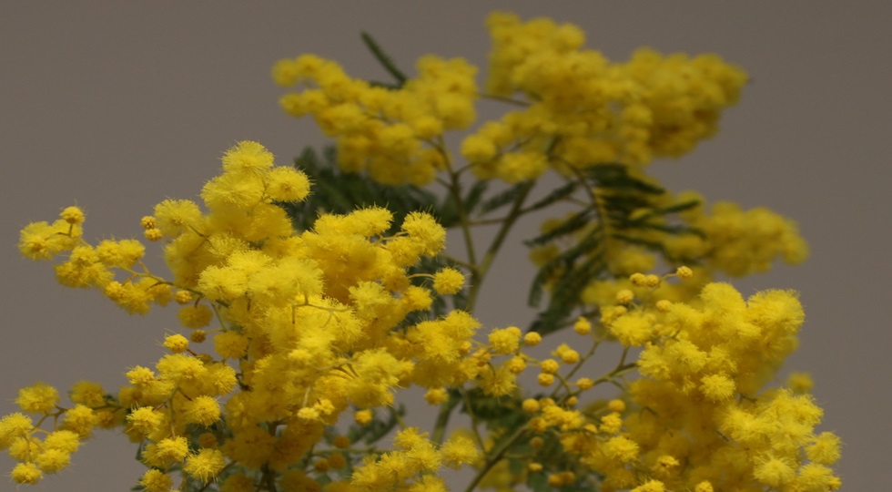 La settimana delle donne, ma non è ancora la stagione