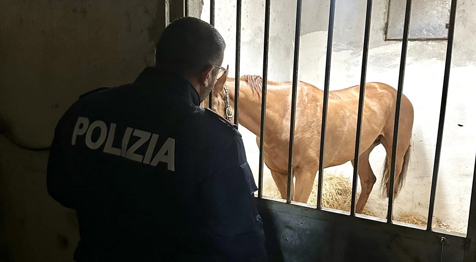 Corse di cavalli clandestine, denunciato un uomo a Messina