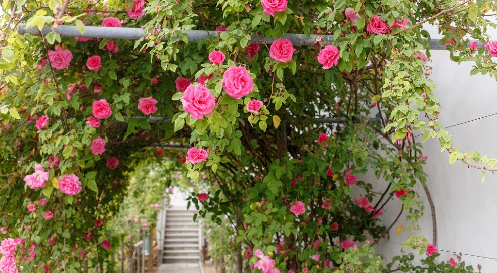 Gorizia e Nova Gorica, un percorso delle rose assieme e Hit protagonista