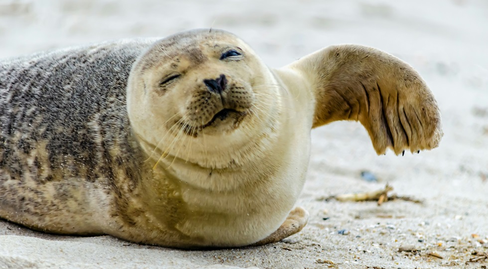 Giocando a un videogame le foche ‘spiegano’ come vedono sott’acqua