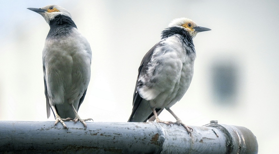 Nuovo gestore, vecchio piano industriale: una convivenza possibile nei casinò?