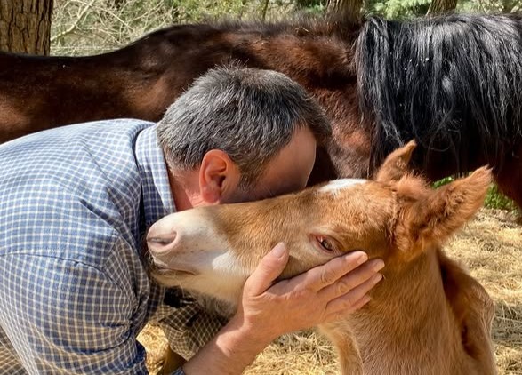 Tutela equidi, allevatori alla Camera: ‘Norme equilibrate e non penalizzanti’