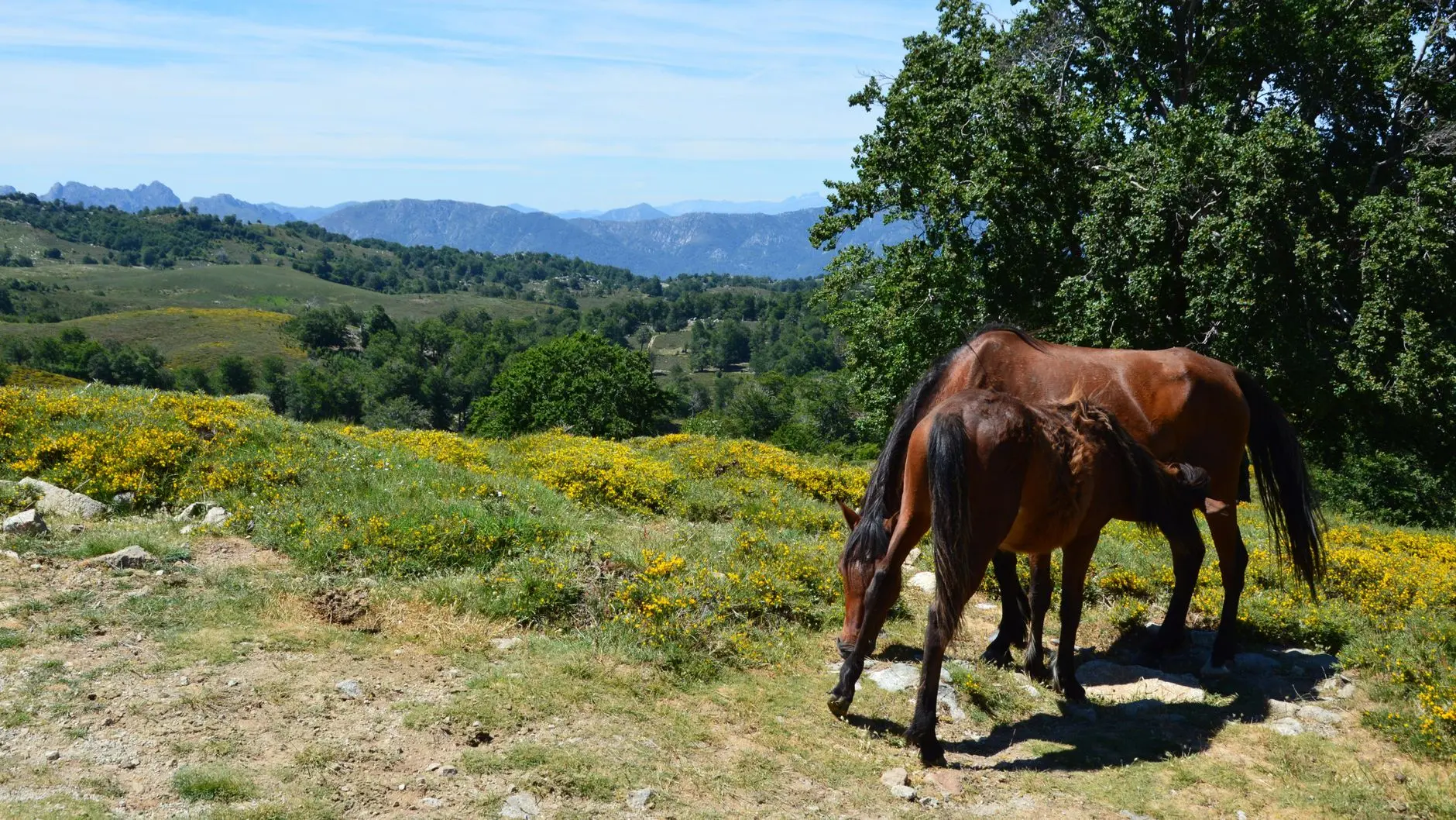 Two brown horses grazing in a lush green meadow with yellow wildflowers and mountains in the distance